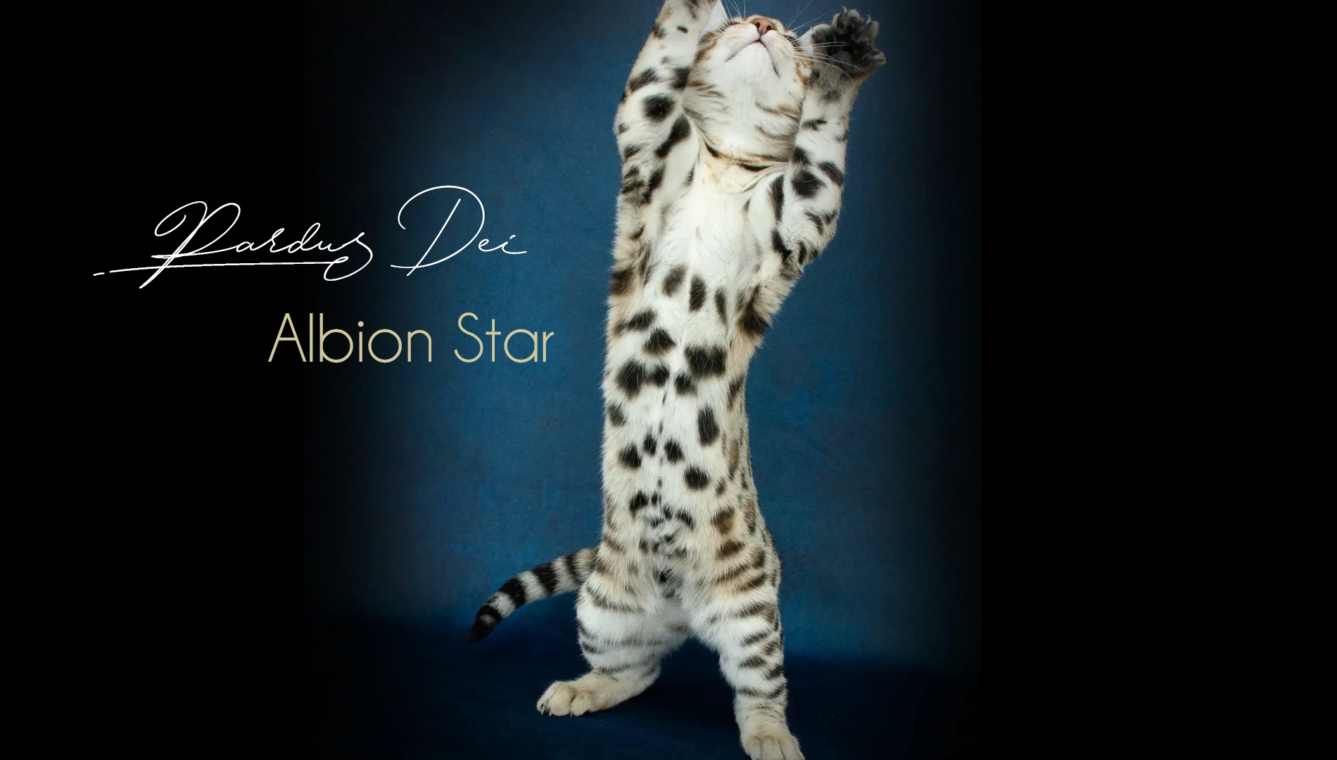 Chat Bengal